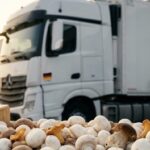 Warum der Import von Pilzen aus Polen für den deutschen Markt ein unschlagbarer Vorteil ist